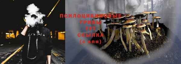 стафф Богданович